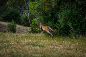 Fine Wine from Australia you say?