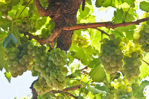 Pedro Ximenez