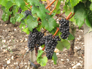 Nerello Mascalese