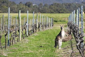 Why Australian Wine?