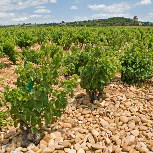 Discovering the Diversity of Rhone Valley Wines
