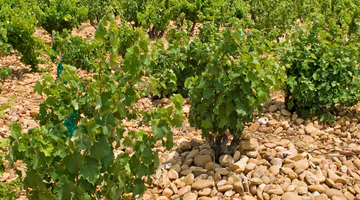 Discovering the Diversity of Rhone Valley Wines