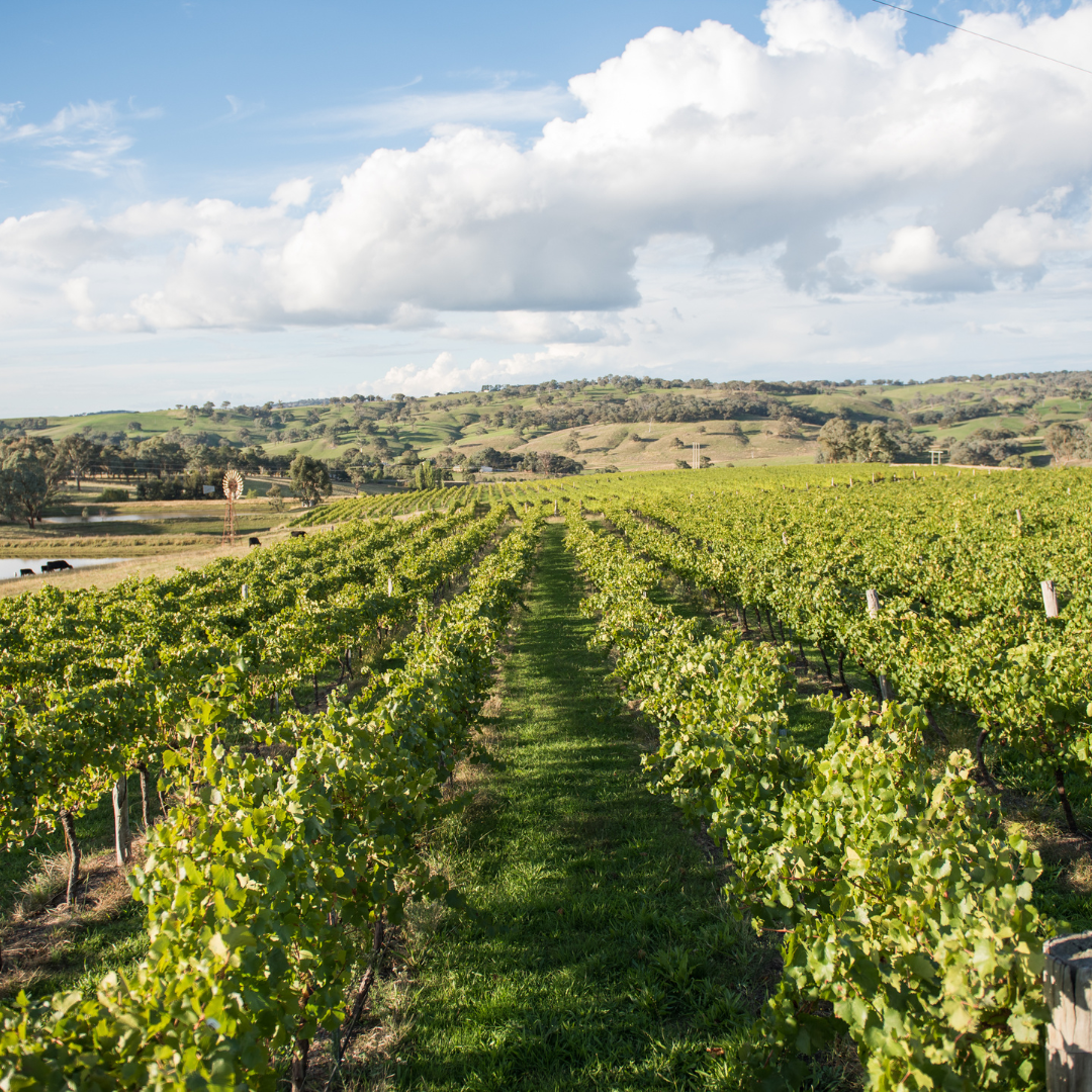 Exploring the Premium Wines of Orange, New South Wales – One More Wine Shop
