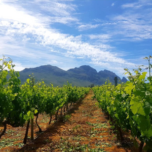 The history of the South African wine industry
