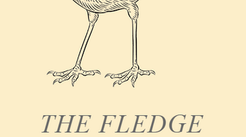 THE FLEDGE & CO - SOUTH AFRICA