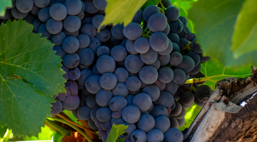 The Rise of Grenache: A Guide to one of the World's Most Versatile Wine Grape