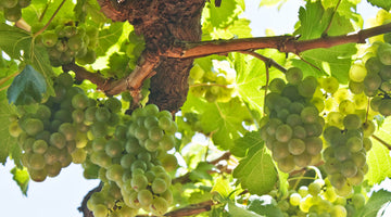 Sauvignon Gris