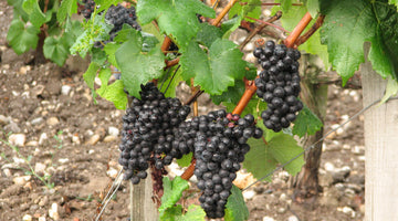 Nerello Mascalese