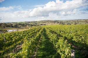 What Makes Ross Hill's Wines Carbon Neutral?