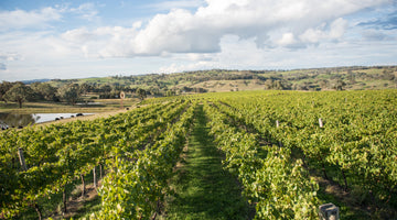 What Makes Ross Hill's Wines Carbon Neutral?