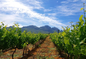 The Western Cape Growing Regions