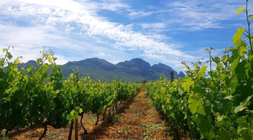 The Western Cape Growing Regions